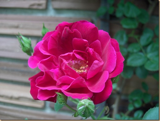 rose1